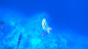 Как снимает sjcam 8 pro под водой?