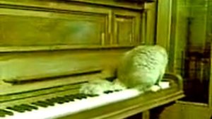 Кот Тимофей классно играет на пианино!