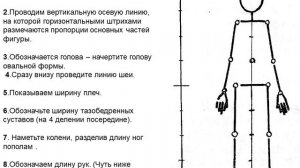 Тема урока Фигура человека 7 класс