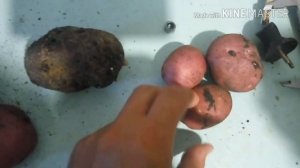 Каких размеров должны быть семена картофеля для высадки в грунт?