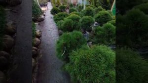 Сосна Горная Мугус Экстра