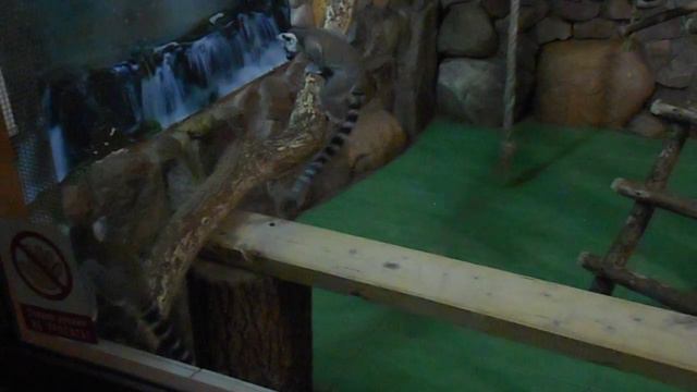 Зоопарк Лимпопо в НН  Кошачьи лемуры смотреть онлайн