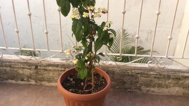 PLANTA GUIA ..!! CLERODENDRUM BANDERA... смотреть онлайн