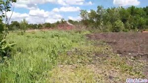 Мульча. Шелуха подсолнечника на огороде.