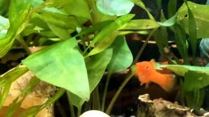 Большой Аквариум - Каким он должен быть? Большой аквариум хороший для дома