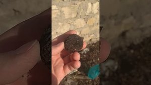 Черный орех ч.2(взрослое дерево и его плоды)/Black walnut part 2 (adult tree and its fruits).