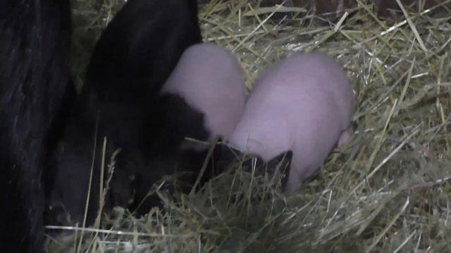 ОПОРОС ВЬЕТНАМСКИХ СВИНЕЙ ОБЗОР ХОЗЯЙСТВА смотреть онлайн