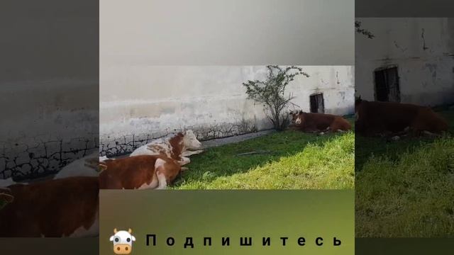 Сементал пародасы (Симментальская) порода КРС