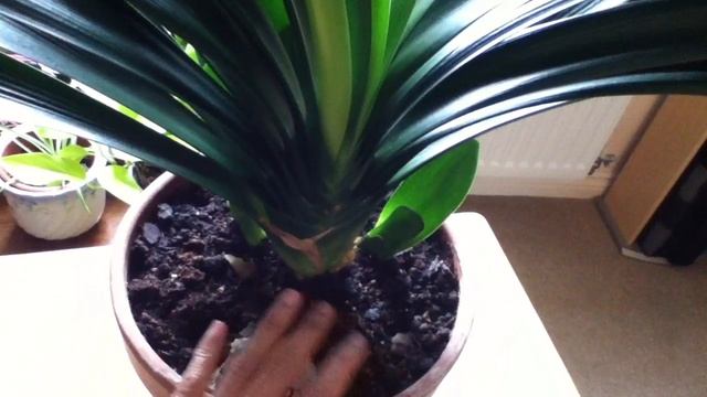 Clivia Miniata/Care Tips