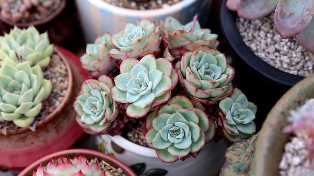 다육식물 피치스앤크림 진짜 예쁜데 키워보셨나요(succulent,多肉植物,Echeveria Atlantis) смотреть онлайн