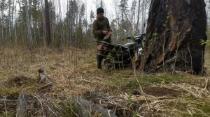 Проверяем приваду. Пришёл медведь.