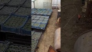 Отопление теплицы, буржуйка из бочки.