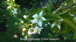 Как цветет ежевика?/How blackberries bloom? Часть 3 средние и поздние сорта.