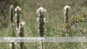 асфоделина крымская
