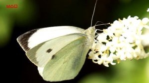 Как зимуют насекомые?