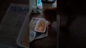 Кот кушает супчик