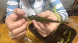 Дендробиум нобиле / как спасти / размножение / если пожелтел/ орхидея / как спасти орхидею