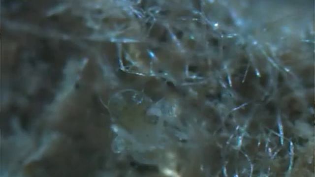 Паутинный клещ на листе боярышника смотреть онлайн