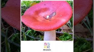 Sickener (Russula emetica) | Classification | Scientific Short Profile | Shroomers