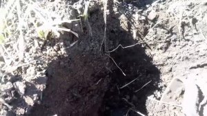 Посадка лилейника весной.