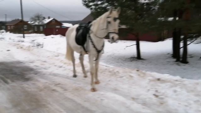 Ещё один день в Усадьбе Кархула