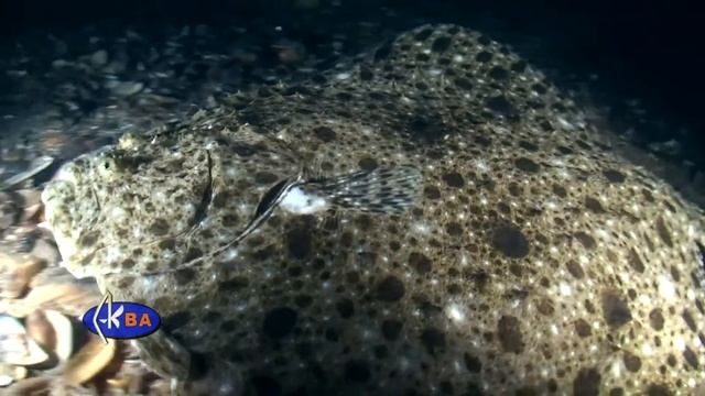 Черноморски Калкан Psetta maeotica смотреть онлайн