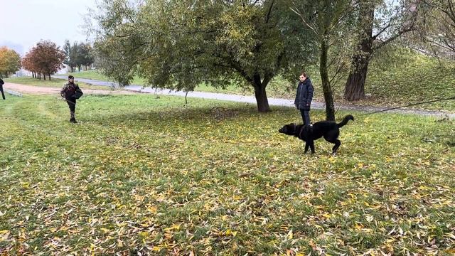 ВЕО Лавбрил Марайя. Тестирование. Возраст собаки 18 мес. смотреть онлайн