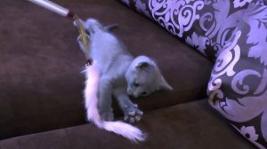 Играющие котята. Видео о русских голубых кошках