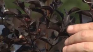 ‘Black Diamond’ is unique new crape myrtle