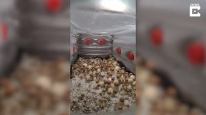 Incredible Time-Lapse Of Mushrooms Growing