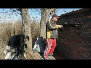 Зачищаю и обрабатываю клубнику//Опять пожар//Поставили окно в каморке