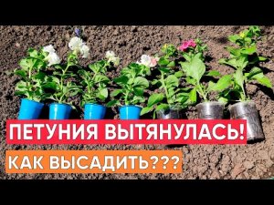 ПЕТУНИЯ ВЫТЯНУЛАСЬ! КАК ВЫСАЖИВАТЬ? Что сделать перед высадкой, чтобы вырастить пышную петунию