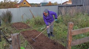 ПРИВОЖУ ЗАПУЩЕННЫЙ ОГОРОД В ПОРЯДОК⚡ ПОСАДКА ЧЕСНОКА ПОД ЗИМУ⚡ТАКОЙ КОЗЫ НЕТ НИ У КОГО