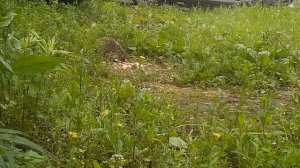 Как поймать ежика