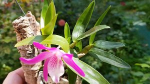 Den. Rainbow Dance