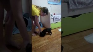 Русский охотничий спаниель 2 месяца