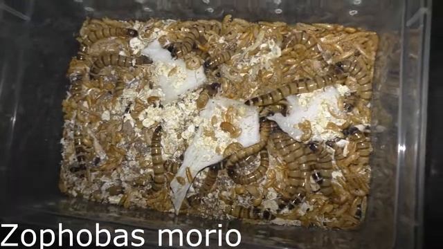 кормление всех. часть первая: кормежка корма смотреть онлайн