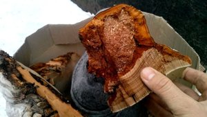 Гриб трутовик для розжига дымаря