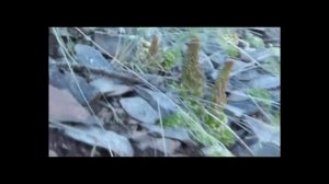 Горноколосник – представитель горно-таёжного Забайкалья