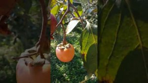 Как растет хурма.