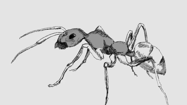 Dessiner sur tablette.Fourmi sur mon iPad смотреть онлайн