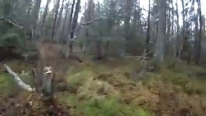 Нежданчики леса. откуда берутся иети.