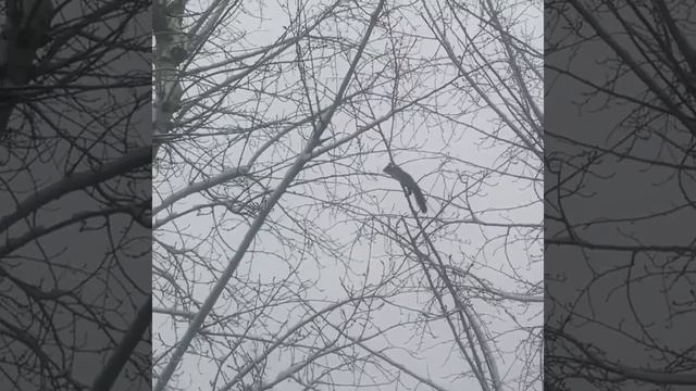 У всех голуби, сороки, вороны и ..., а у нас такое чудо? смотреть онлайн