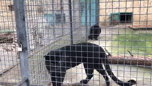 Толстушка пантера задирается к огромному белому тигру! Тайган. A panther is bullying a white tiger! смотреть онлайн