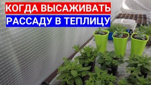 ТЕПЛИЦА-ТЕРМОС ДЛЯ РАССАДЫ ГОТОВА :ПОРА  ВЫСАЖИВАТЬ РАССАДУ