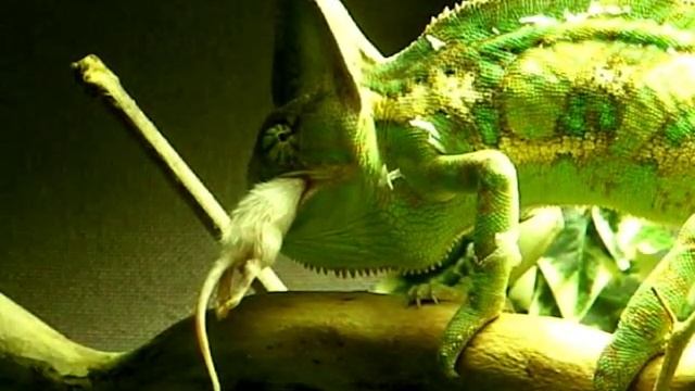 Yemen Chameleon eats mouse