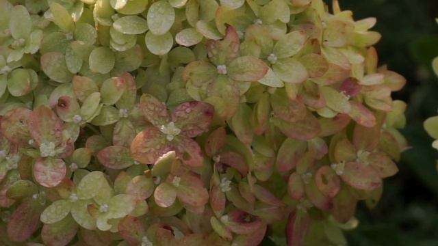 Метельчатая миниатюрная Гортензия Литл Лайм ( Little lime ) смотреть онлайн