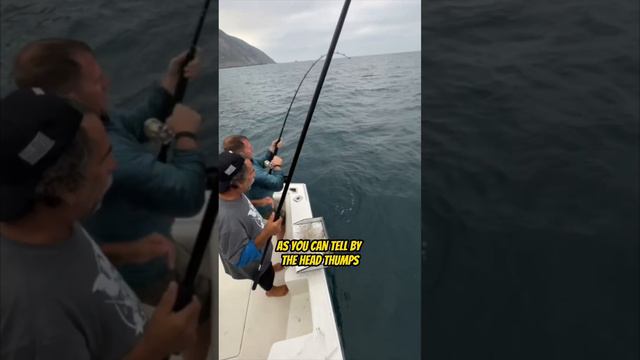 Yellowtail Tuna last year at WHOW 2023! #warheroesonwater #tunafishing #yellowtail #tuna смотреть онлайн