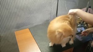 ✂️Стрижка, груминг шпица. Шпиц Мишель линяет
