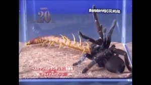 VERSUS. ПАУК ПТИЦЕЕД ПРОТИВ СКОЛОПЕНДРЫ ! КТО СИЛЬНЕЕ?